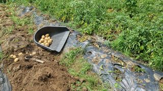 감자5892님의 감자 · 영농일지 작성글 사진