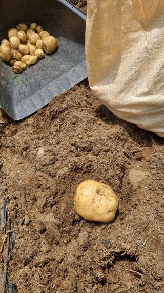 감자5892님의 감자 · 영농일지 작성글 사진