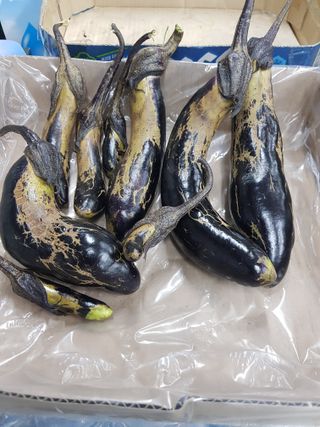 토마토님의 기타작물 · 병해충상담 작성글 사진