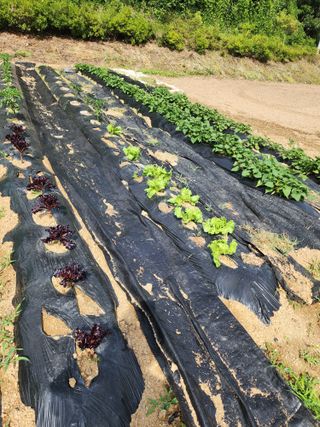 딸기2361님의 자유주제 · 자유게시판 작성글 사진