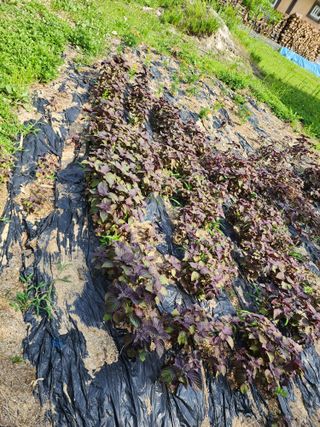 딸기2361님의 자유주제 · 자유게시판 작성글 사진
