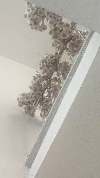 영이님의 마늘 · 영농일지 작성글 사진