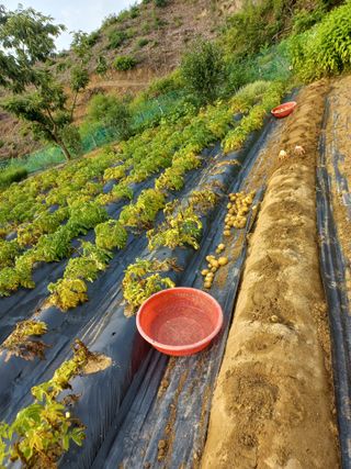 손종철님의 감자 · 영농일지 작성글 사진