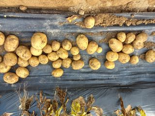 손종철님의 감자 · 영농일지 작성글 사진