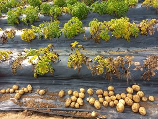 손종철님의 감자 · 영농일지 작성글 사진