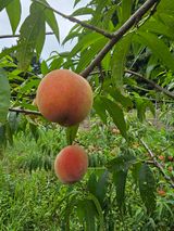 팜모닝 복숭아·영농일지 게시글 이미지