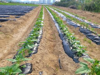 이재원님의 참깨 · 영농일지 작성글 사진