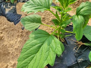 이재원님의 참깨 · 영농일지 작성글 사진