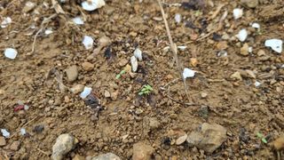 돌산갓농부(김승렬)님의 기타작물 · 영농일지 작성글 사진