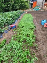 팜모닝 들깨·영농일지 게시글 이미지