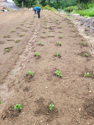 최유진님의 들깨 · 영농일지 작성글 사진