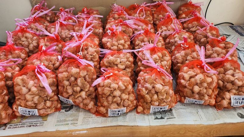 조새힘님의 장터 판매 상품 [25년 태안 유황 홍산마늘 저장용(밭마늘)] 첨부 사진