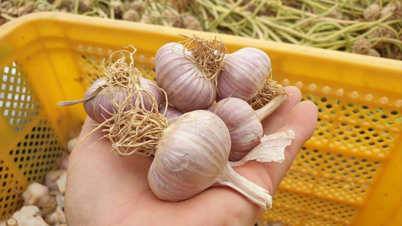 조새힘님의 장터 판매 상품 [25년 태안 유황 홍산마늘 저장용(밭마늘)] 첨부 사진