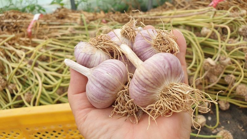 장터 상품 [25년 태안 유황 홍산마늘 저장용(밭마늘)] 썸네일