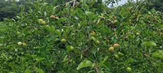 봉화젬스님의 사과 · 영농일지 작성글 사진