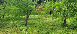 봉화젬스님의 사과 · 영농일지 작성글 사진