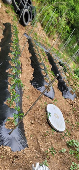 산솔바람님의 고추 · 영농일지 작성글 사진