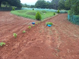 손 무현님의 들깨 · 영농일지 작성글 사진