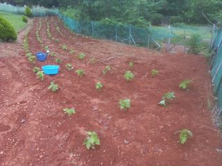 손 무현님의 들깨 · 영농일지 작성글 사진