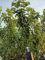 팜모닝 감자·영농일지 게시글 이미지