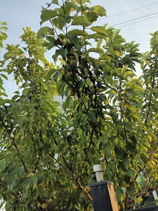 김순향님의 감자 · 영농일지 작성글 사진