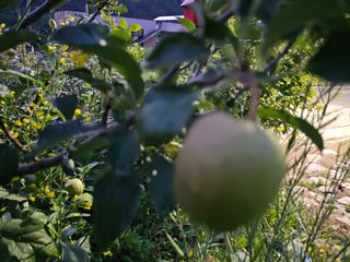 솔바람 님의 사과 · 영농일지 작성글 사진