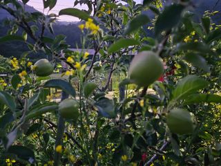 솔바람 님의 사과 · 영농일지 작성글 사진