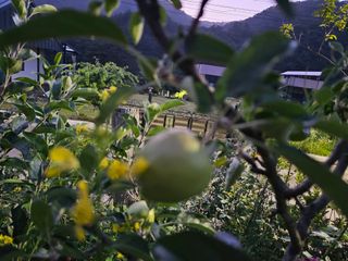 솔바람 님의 사과 · 영농일지 작성글 사진