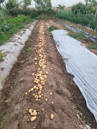 김훈님의 감자 · 영농일지 작성글 사진