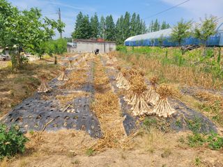 김훈님의 감자 · 영농일지 작성글 사진