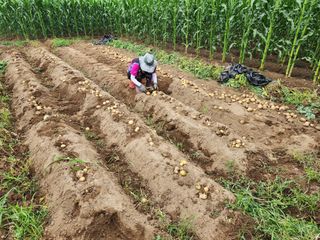 강촌지기님의 콩 · 영농일지 작성글 사진