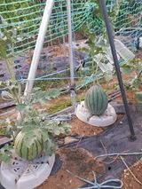 팜모닝 기타작물·영농일지 게시글 이미지