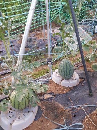 코알라님의 기타작물 · 영농일지 작성글 사진