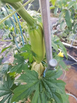 코알라님의 기타작물 · 영농일지 작성글 사진