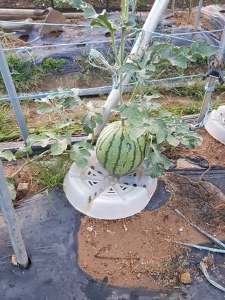 코알라님의 기타작물 · 영농일지 작성글 사진