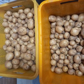 최정미여사님의 감자 · 영농일지 작성글 사진