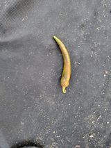 팜모닝 농사, 무엇이든 물어보세요!·참여글 게시글 이미지