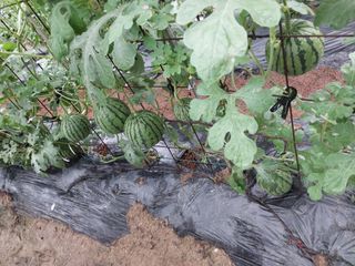 안태호님의 자유주제 · 자유게시판 작성글 사진