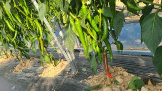 백창석님의 고추 · 영농일지 작성글 사진