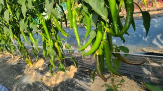 백창석님의 고추 · 영농일지 작성글 사진