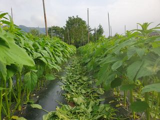 워람농장ㆍ황일택ㆍ님의 참깨 · 영농일지 작성글 사진