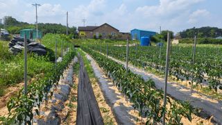 조미숙님의 고추 · 영농일지 작성글 사진