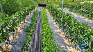 조미숙님의 고추 · 영농일지 작성글 사진