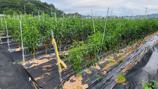 조미숙님의 고추 · 영농일지 작성글 사진