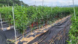 조미숙님의 고추 · 영농일지 작성글 사진