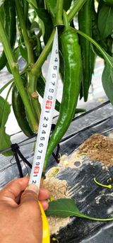 팜모닝 고추·영농일지 게시글 이미지