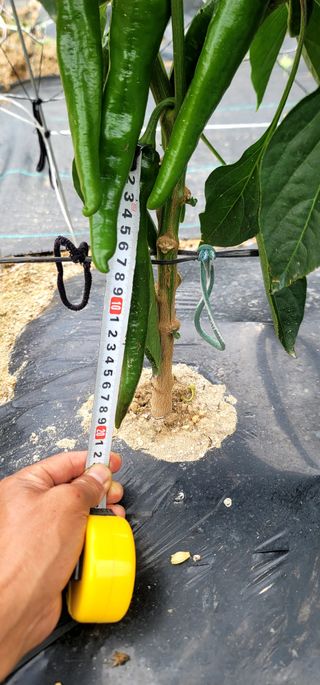 선비 농군님의 고추 · 영농일지 작성글 사진