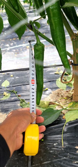 선비 농군님의 고추 · 영농일지 작성글 사진