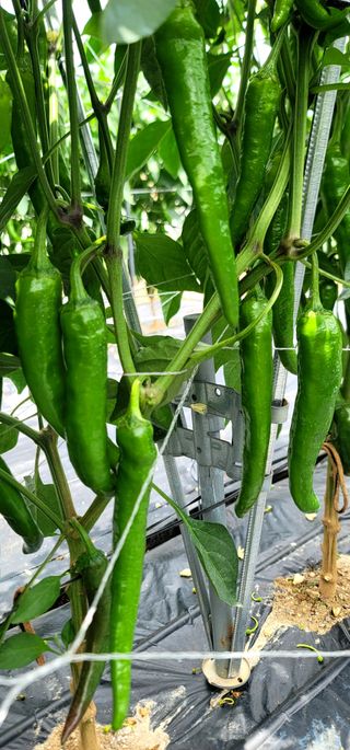 선비 농군님의 고추 · 영농일지 작성글 사진