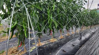 선비 농군님의 고추 · 영농일지 작성글 사진